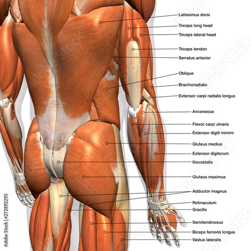 Labeled Anatomy Chart of Male Lower Back Muscles on White Background. © HANK GREBE
