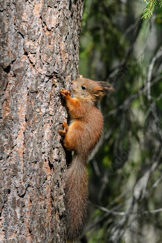 Squirrel baby latched on to the trunk of a spruce. © a_mikhail