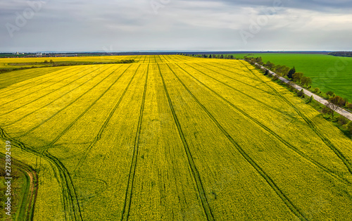 Aerial shot of field with a tractor traces on the agricultural field sowing. Rapeseed field