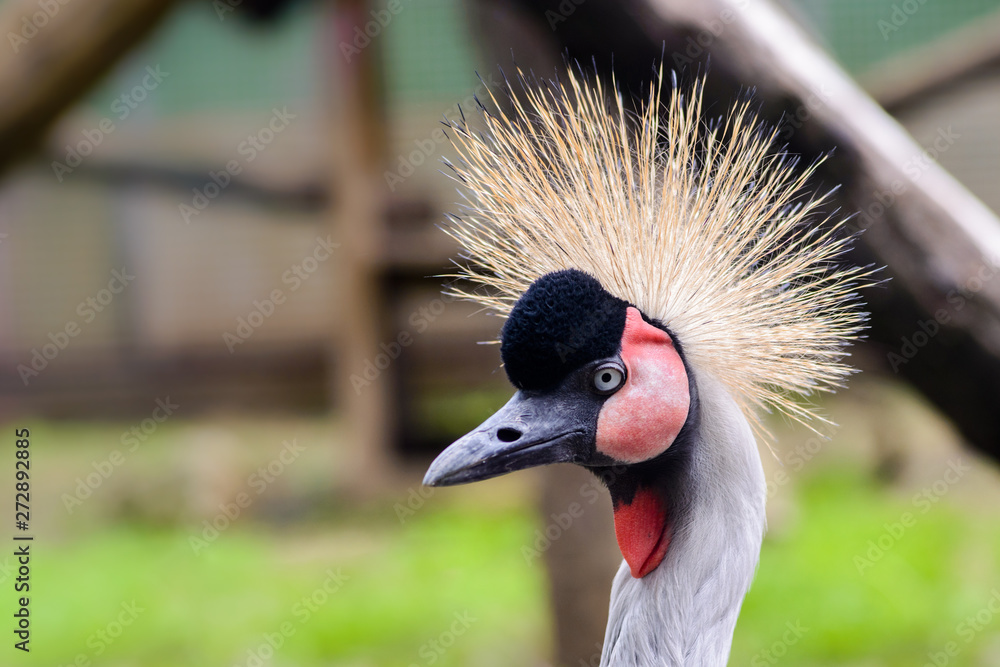 Fototapeta premium Gray crowned crane, Balearica regulorum head profile, close-up