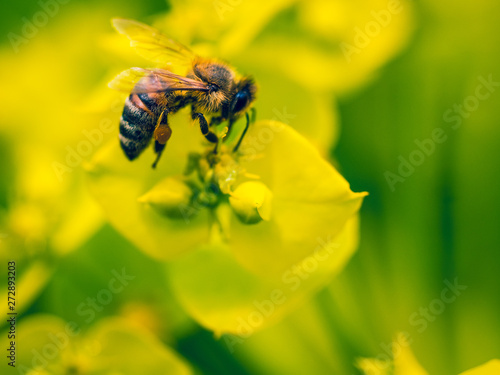 Bee Pollinating On Yellow Flower