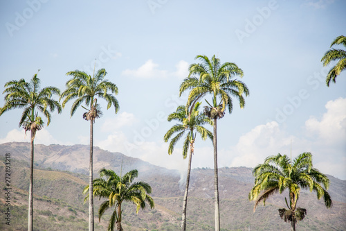 cloudy coconut palm
