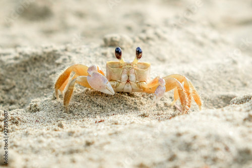 hello there crab