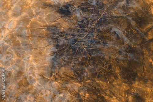 Unusual vision of the camera above the water. Through the clear water, various plants that grow in the Ladoga Lake in St. Petersburg are clearly visible. Disorderly shoots look very nice at the bottom