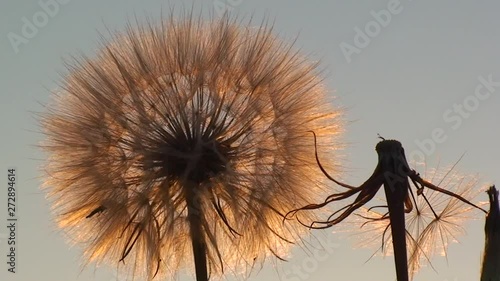 Fluffy dandelion on the background of the setting sun, medium shot. photo