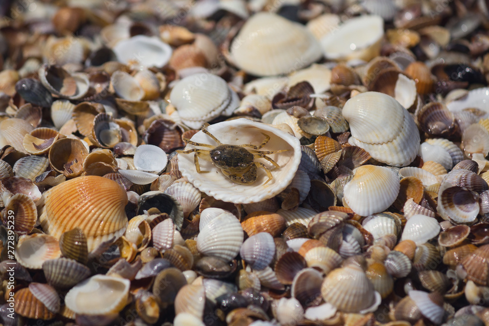 Crab and shells on the seashore. Relaxation Crab and shells on the seashore. Relaxation