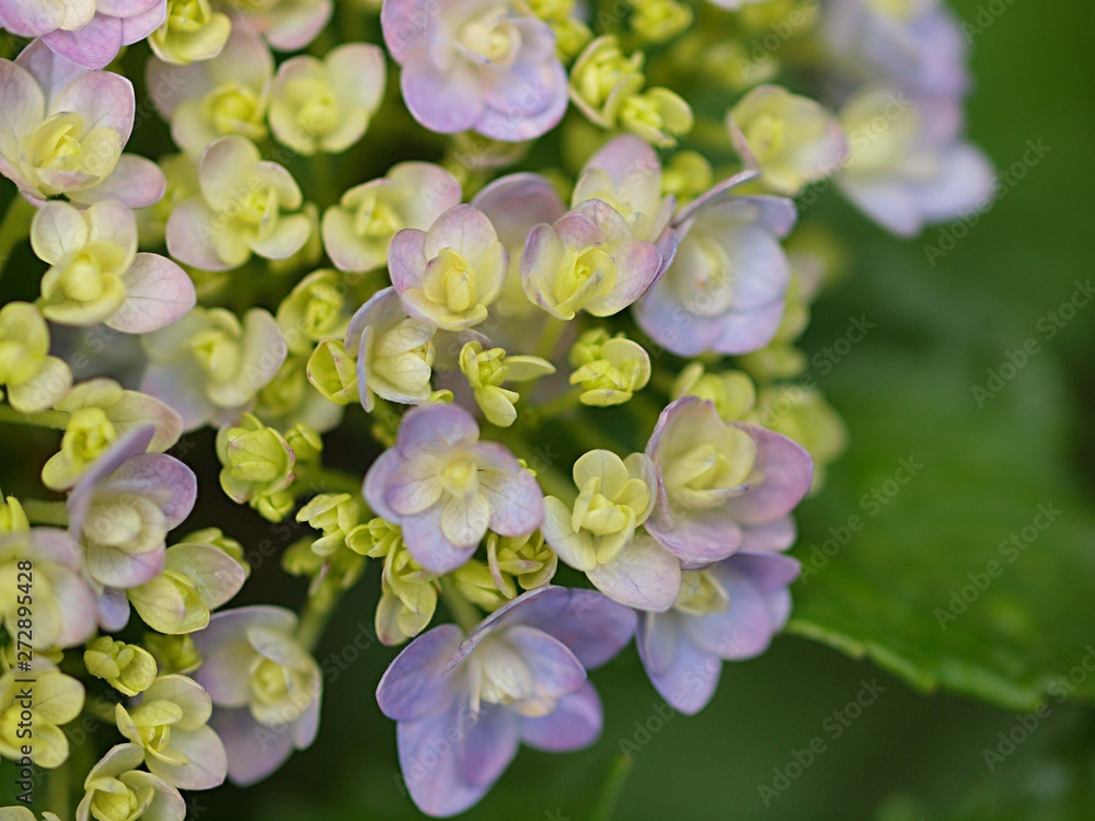 アジサイの花のアップ アジサイの花のアップ