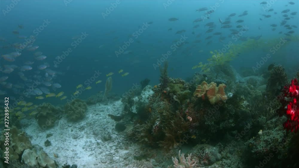 Tasselled Wobbegong swims on a coral reef. Central Raja Ampat dive site Anchor Mistake 4k footage Tasselled Wobbegong swims on a coral reef. Central Raja Ampat dive site Anchor Mistake 4k footage