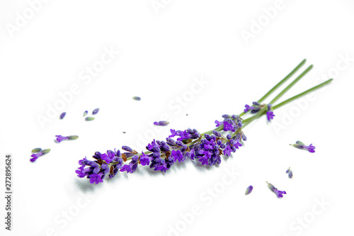 Flowers of lavander, background with flowers
