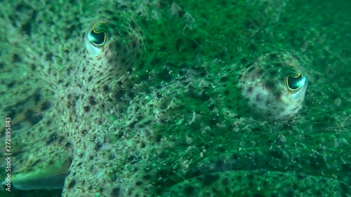 Commercial fish Turbot (Scophthalmus maximus): eyes, close-up. photo