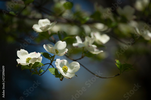 White Dogwood Blooms in Sunlight in the Springtime