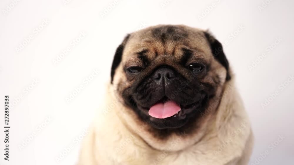 Dog, pug sitting and panting, 1 year old, isolated on white background Dog, pug sitting and panting, 1 year old, isolated on white background