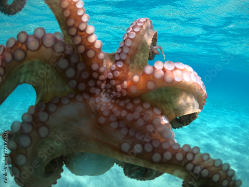 Underwater photo of small octopus in tropical sandy turquoise sea bay photo