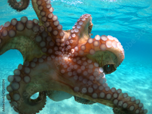 Underwater photo of small octopus in tropical sandy turquoise sea bay photo