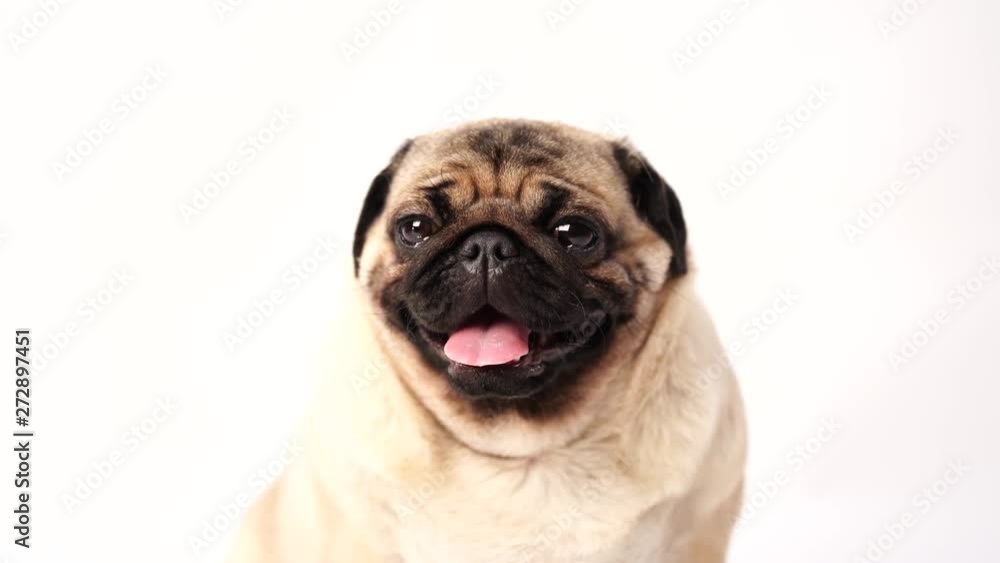 Dog, pug sitting and panting, 1 year old, isolated on white background Dog, pug sitting and panting, 1 year old, isolated on white background
