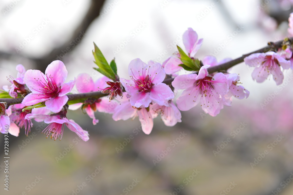 In full bloom in the peach blossom In full bloom in the peach blossom