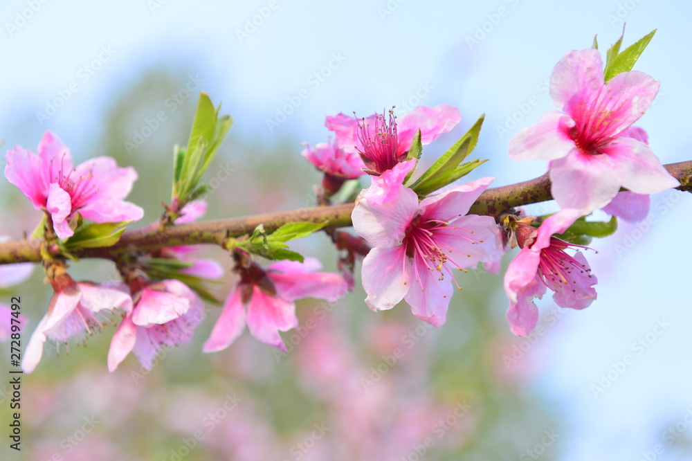 In full bloom in the peach blossom In full bloom in the peach blossom