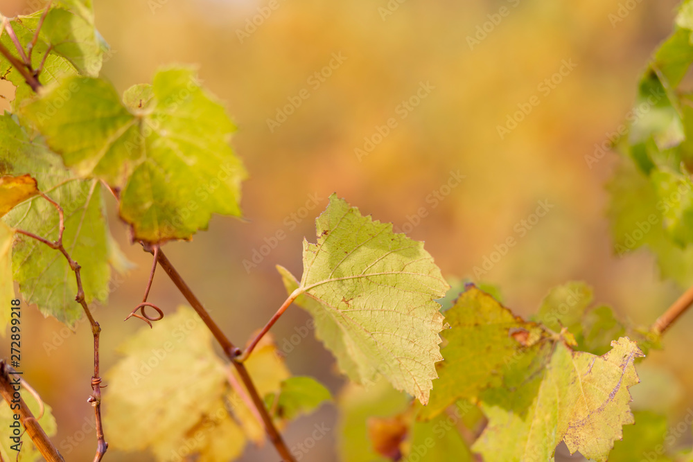 Autumn vineyard. Autumn leaves of grapes. Grapevine in the fall. Soft focus. 