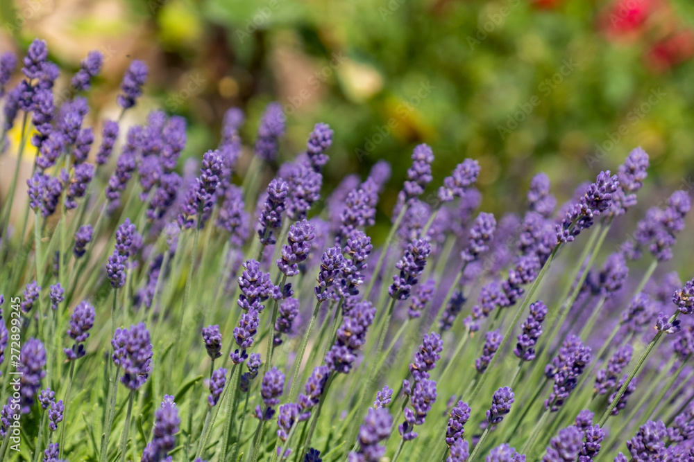 Obraz premium Lavendel