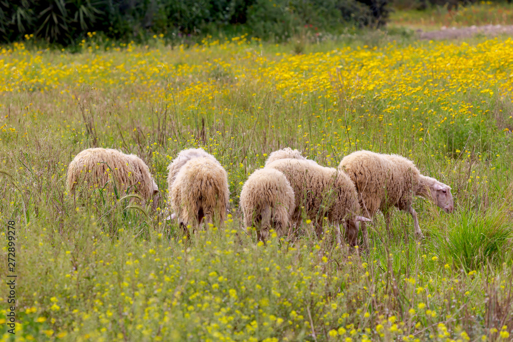 Obraz premium Sheep graze in a meadow