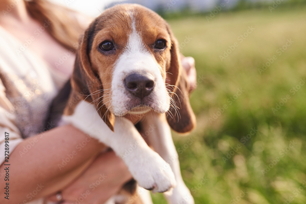 Beagle puppy sitting on his hands