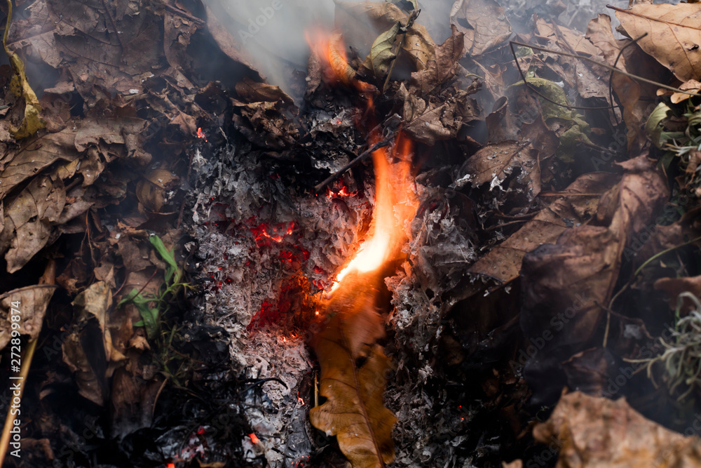 An oak leaf slowling burning in a pile of brown leaves and hot ashes An oak leaf slowling burning in a pile of brown leaves and hot ashes