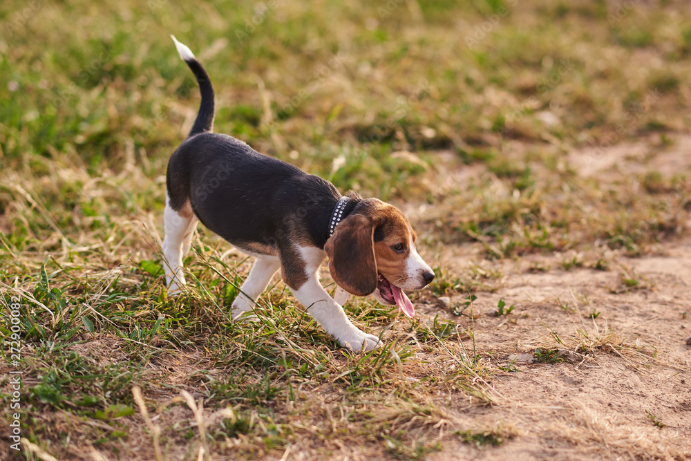 Beagle puppy running around, tongue hanging out