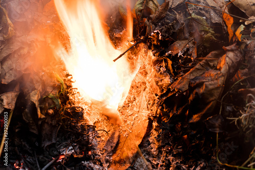 An oak leaf slowling burning in a pile of brown leaves and hot ashes