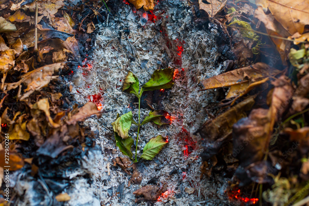 A green leaf slowling burning in a pile of brown leaves and hot ashes A green leaf slowling burning in a pile of brown leaves and hot ashes