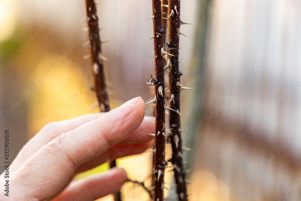 The gardener touches the plant thorns with his bare hands without gloves. Caution in gardening. The gardener touches the plant thorns with his bare hands without gloves. Caution in gardening.