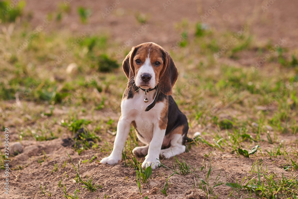 Beagle puppy sits on the ground