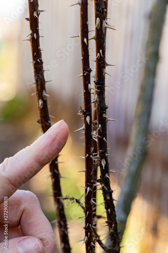 The gardener touches the plant thorns with his bare hands without gloves. Caution in gardening. © September