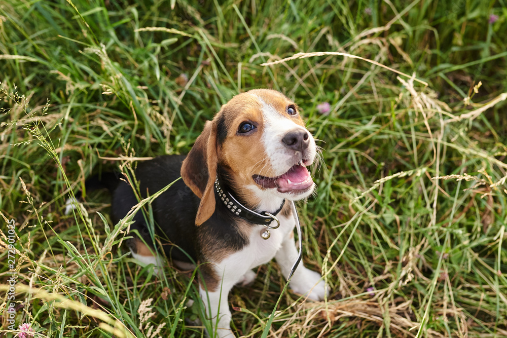 Beagle puppy, with his mouth open, sitting on the grass and looking up