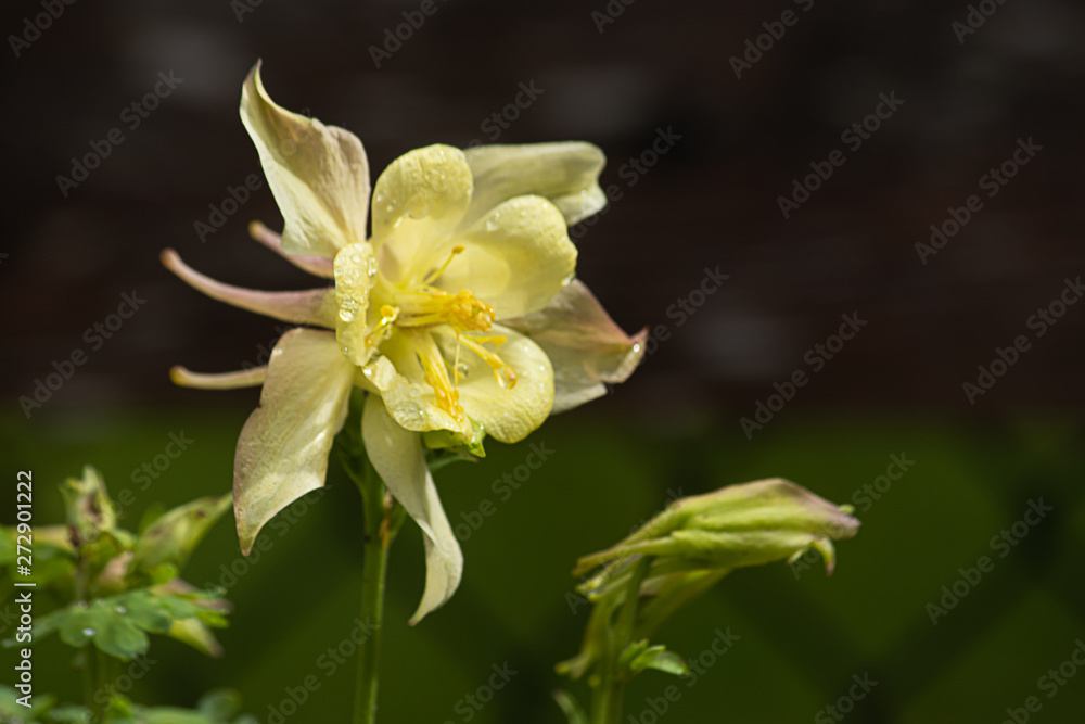 yellow columbine flower against dark shadow in may yellow columbine flower against dark shadow in may