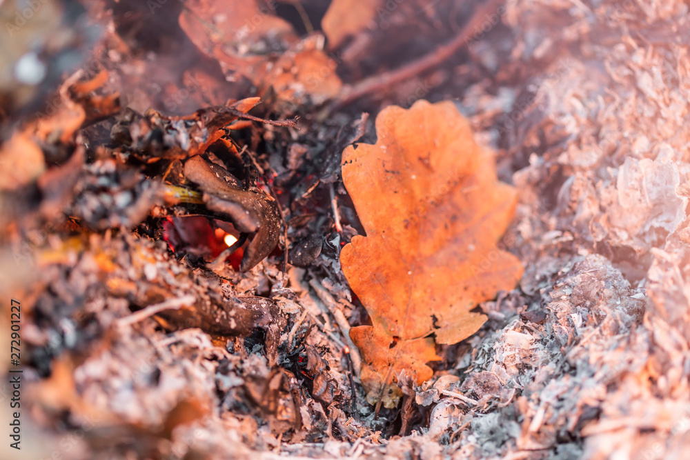 An oak leaf slowling burning in a pile of brown leaves and hot ashes An oak leaf slowling burning in a pile of brown leaves and hot ashes