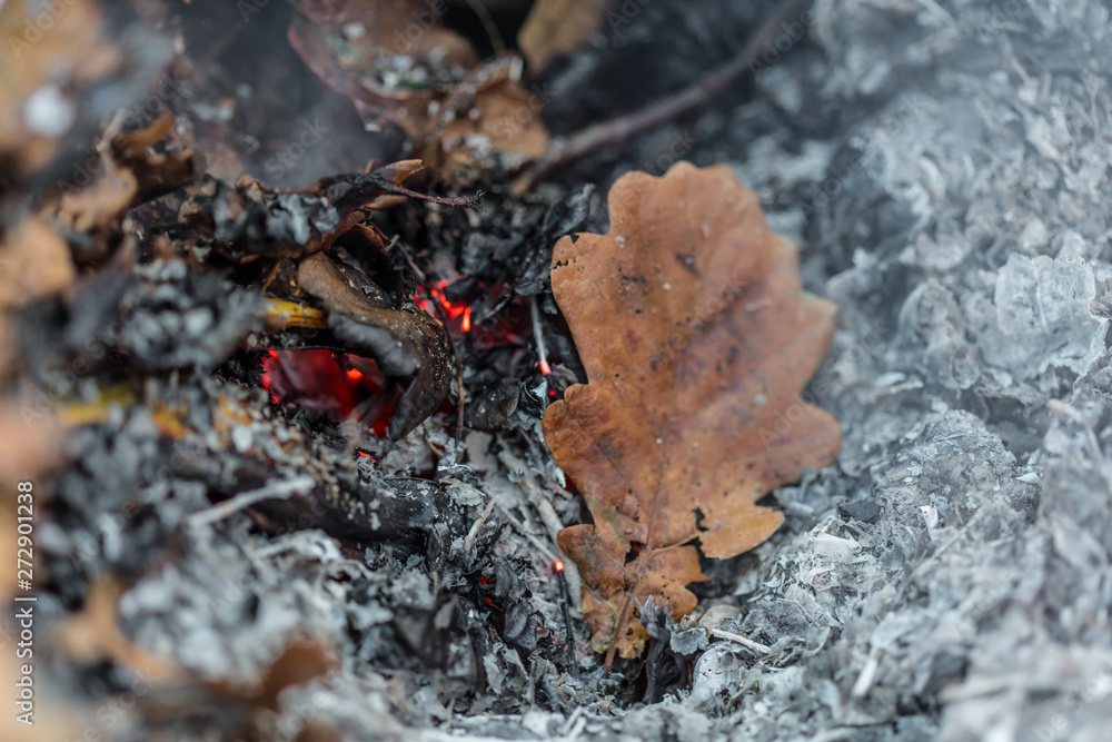 An oak leaf slowling burning in a pile of brown leaves and hot ashes