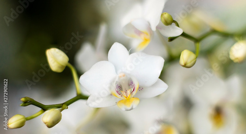 Detail on a white tropical blooming orchid plant branch in spring in a tropical glasshouse. Orchidaceae in bloom.