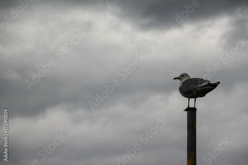 seagull perched on a pole with gray clouds background and hollow available in the image for text