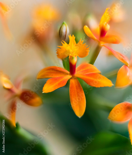 Detail on an yellow and pink tropical blooming orchid plant in spring in a tropical glasshouse. Orchidaceae in bloom.