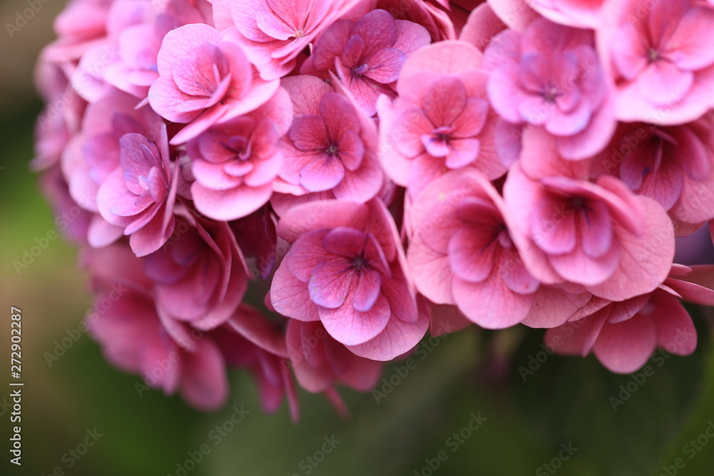 紫陽花の可愛いピンクの装飾花