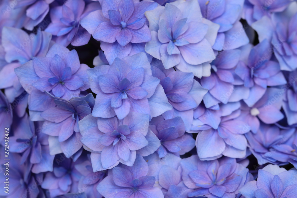 紫陽花の薄紫の装飾花たち Stock Photo Adobe Stock