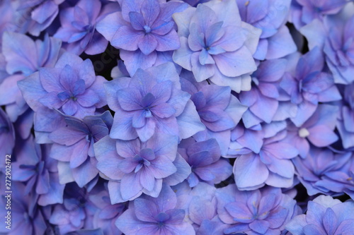 紫陽花の薄紫の装飾花たち © wassei