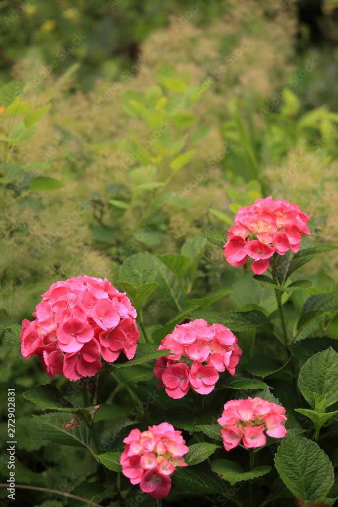 Fototapeta premium 庭に咲いた鮮やかなピンクの紫陽花