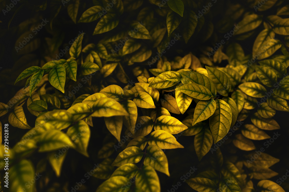 Leaves pattern background, Natural background and wallpaper with color toned. Leaves pattern background, Natural background and wallpaper with color toned.