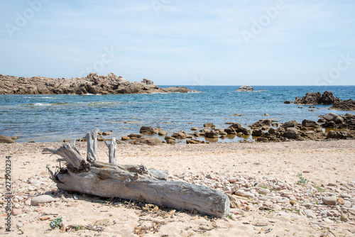 Tronc d'arbre sur une plage