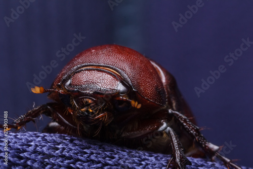 Rhino beetle (Dynastinae) © ZAIRIAZMAL