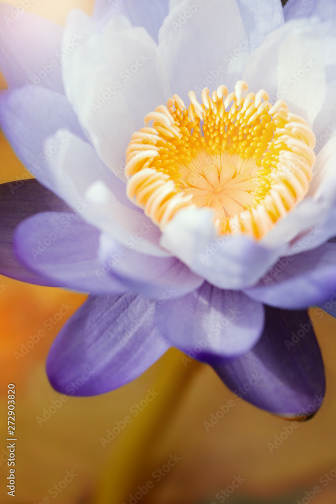 Beautiful purple water lily flower,lotus flower Beautiful purple water lily flower,lotus flower
