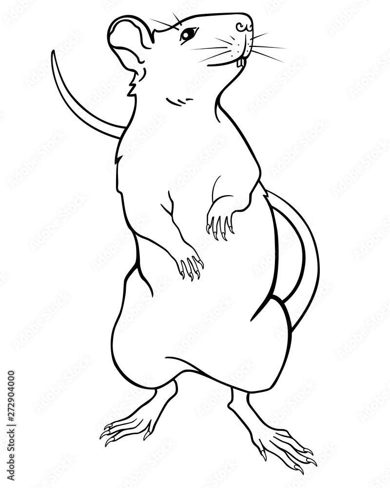 The rat is a symbol of 2020, stands on its hind legs. Rat or mouse - linear vector image for coloring. Outline. Decorative rat - a perfect pet.