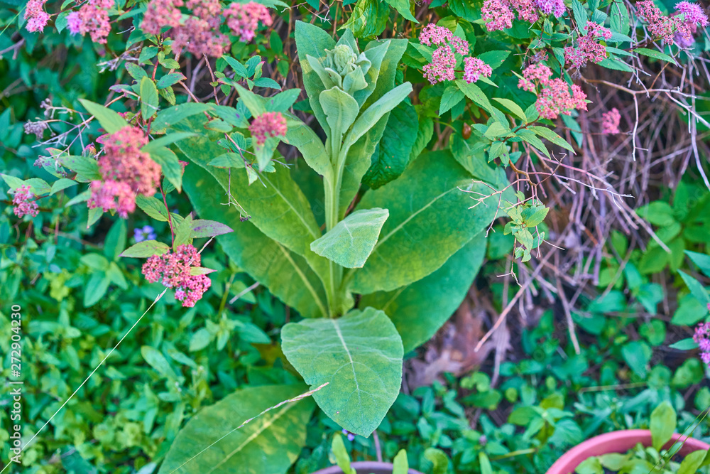 Beautiful young mullein plant in the garden Beautiful young mullein plant in the garden
