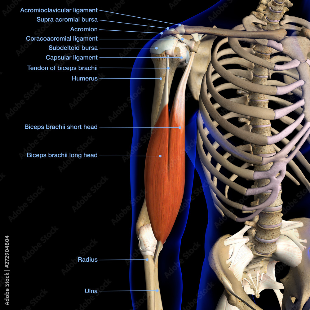 Male Biceps Muscle and Shoulder Ligaments Chart Labeled on Black ...